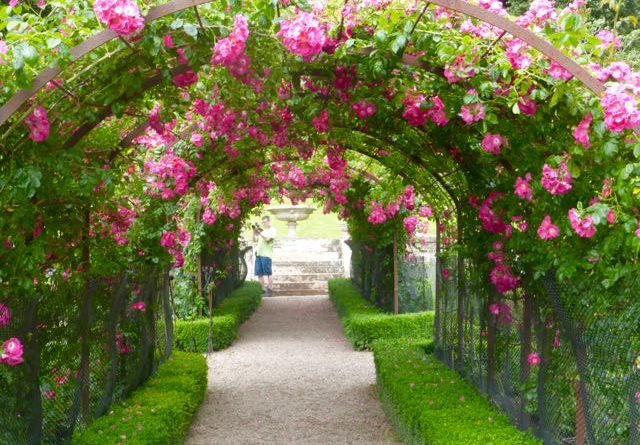 Rose arch in Tyntesfield